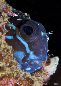 Peek-a-Boo! Some kind of Blenny but I can't ID him! by Debi Henshaw 